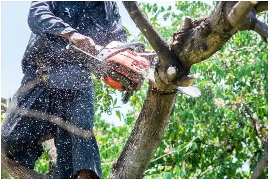 tree services Deadwood